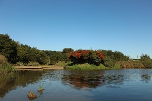 写真：金山調節池