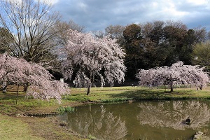 写真：金山緑地公園の三春の桜1