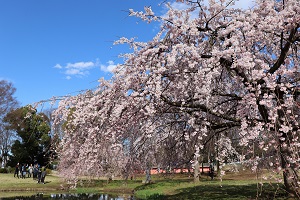 写真：金山緑地公園の三春の桜2