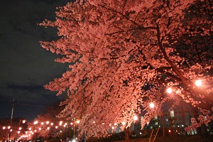 写真：きよせさくらまつり（夜）