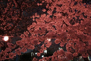 写真：きよせさくらまつり（夜2）