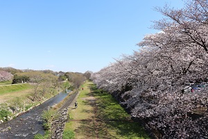 写真：金山橋からの桜並木
