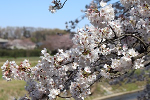 写真：柳瀬川沿いの桜（アップ）