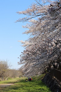 写真：柳瀬川沿いの桜並木1