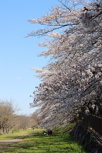 写真：柳瀬川沿いの桜並木1