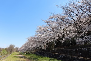 写真：柳瀬川沿いの桜並木2