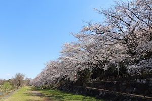写真：柳瀬川沿いの桜並木2