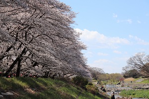 写真：柳瀬川と桜