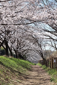 写真：さくらのトンネル