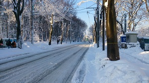 写真：雪のけやき通り