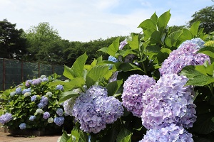 写真：中央公園のあじさい