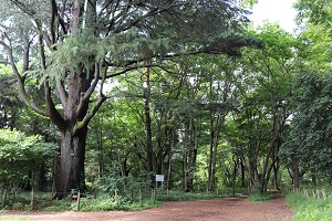 写真：松山緑地公園