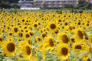写真：清瀬ひまわりフェスティバル6