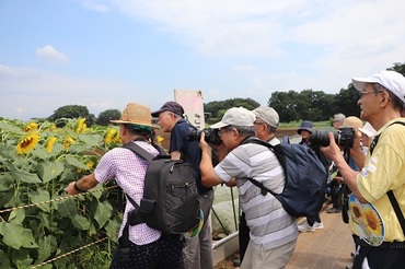 写真：ひまわりを撮影する写真同好会の方々