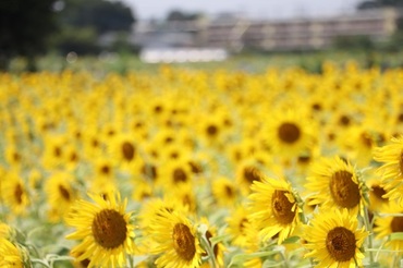 写真：満開のひまわり