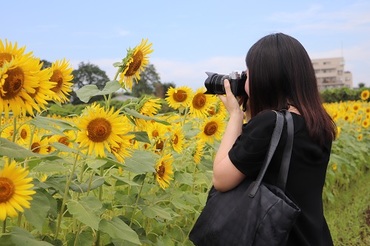 写真：ひまわりを撮影する女性