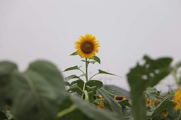 写真：ひまわり