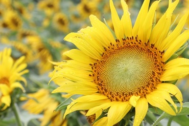 写真：ひまわり畑の様子4