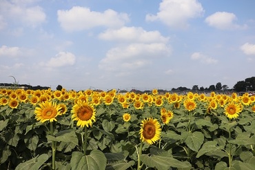 写真：ひまわり畑の様子