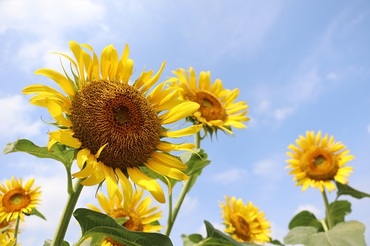 写真：ひまわり