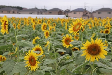 写真：満開のひまわり