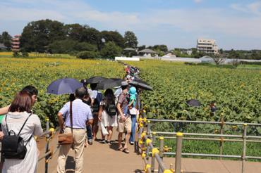 写真：ひまわりフェスティバル会場の様子