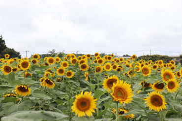 写真：きれいに咲いているひまわり2