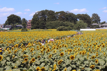 写真：ひまわりフェスティバル会場の様子2