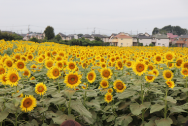 写真：ひまわり畑