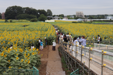 写真：ひまわりフェスティバル会場の様子