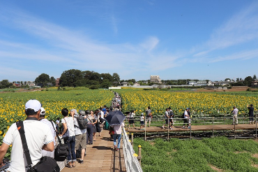 写真：ひまわりフェスティバル会場の様子2