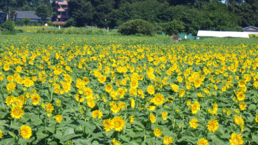 写真：ひまわり畑