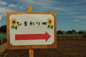 写真：ひまわり畑への案内看板