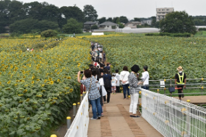 写真：ひまわりフェスティバル会場の様子3