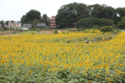 写真：ひまわり畑の様子1