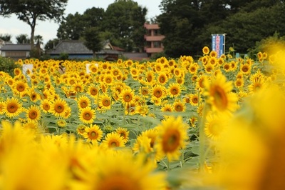 写真：ひまわり畑の様子2