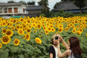 写真：ひまわりを撮影している様子2