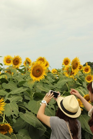 写真：ひまわりを撮影している様子1