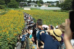 写真：ひまわりフェスティバル会場の様子2