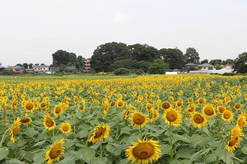 写真：ひまわり畑の様子