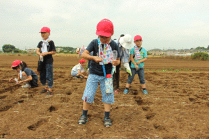 写真：ひまわりの種まきの様子3