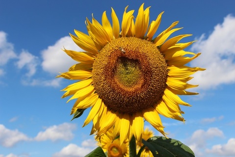 写真：ひまわりの花