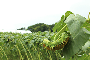 写真：下を向いているひまわり