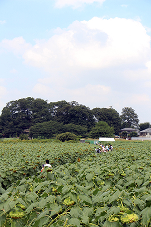 写真：ひまわり畑の様子