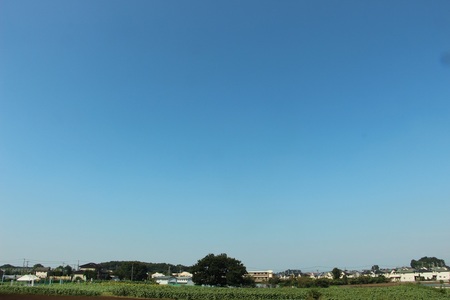 写真：いい天気のひまわり畑