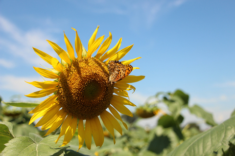 写真：蝶とひまわりの花