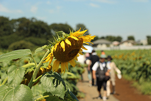 写真：下を向いたひまわりの花