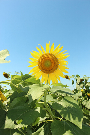 写真：ひまわりの花と青空