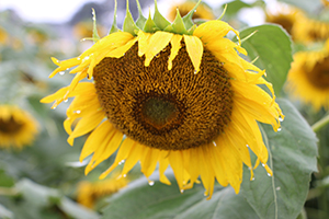 写真：雨に濡れたひまわりの花