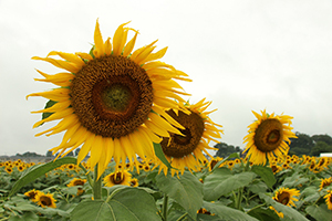 写真：ひまわりの花